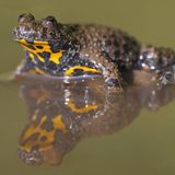 Amphibien Gelbbauchunke