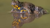 Amphibien Gelbbauchunke