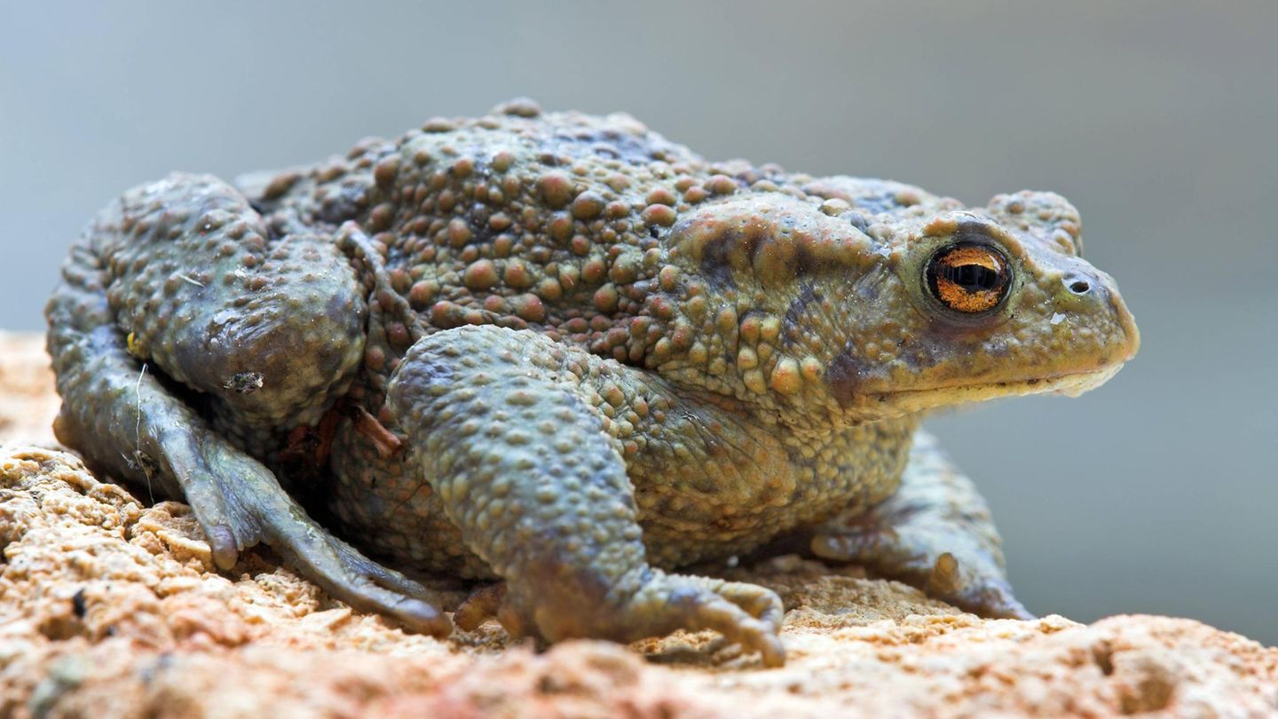 Amphibien Erdkröte