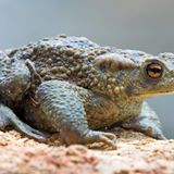 Amphibien Erdkröte