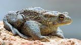 Amphibien Erdkröte