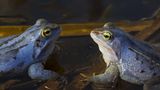 Moorfrosch