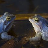 Moorfrosch