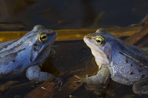 Moorfrosch