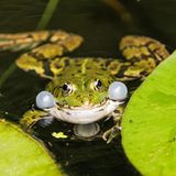Teichfrosch