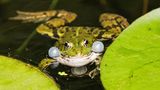 Teichfrosch