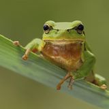 Laubfrosch