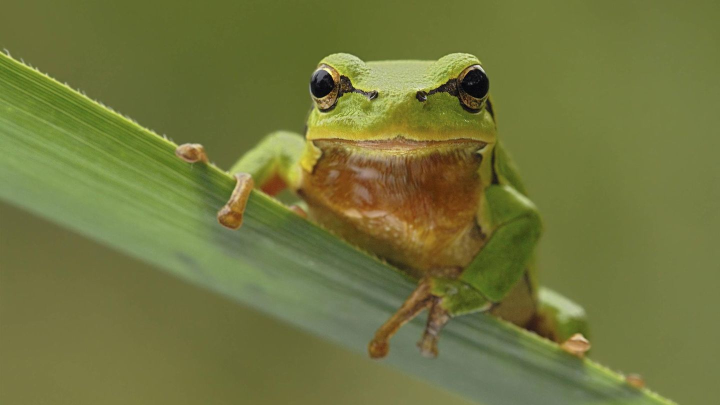 Laubfrosch