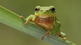 Laubfrosch