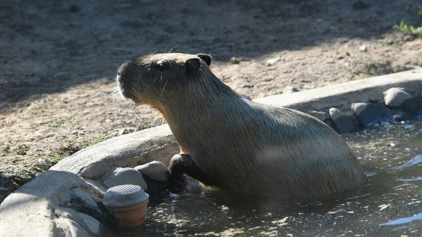Wasserschwein im Zoo (Symbolbild)
