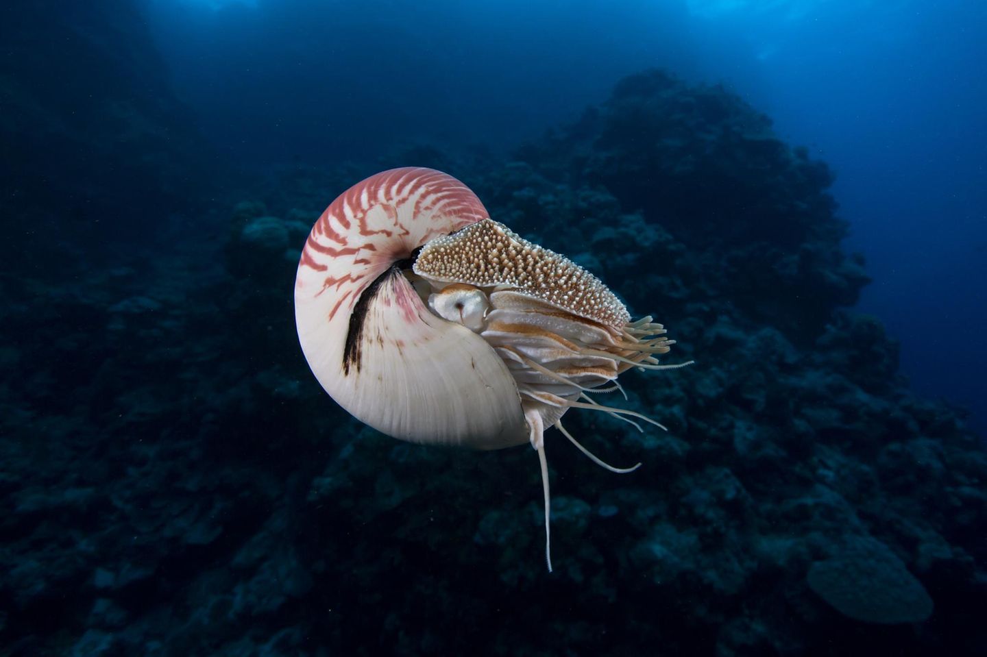 Nautilus