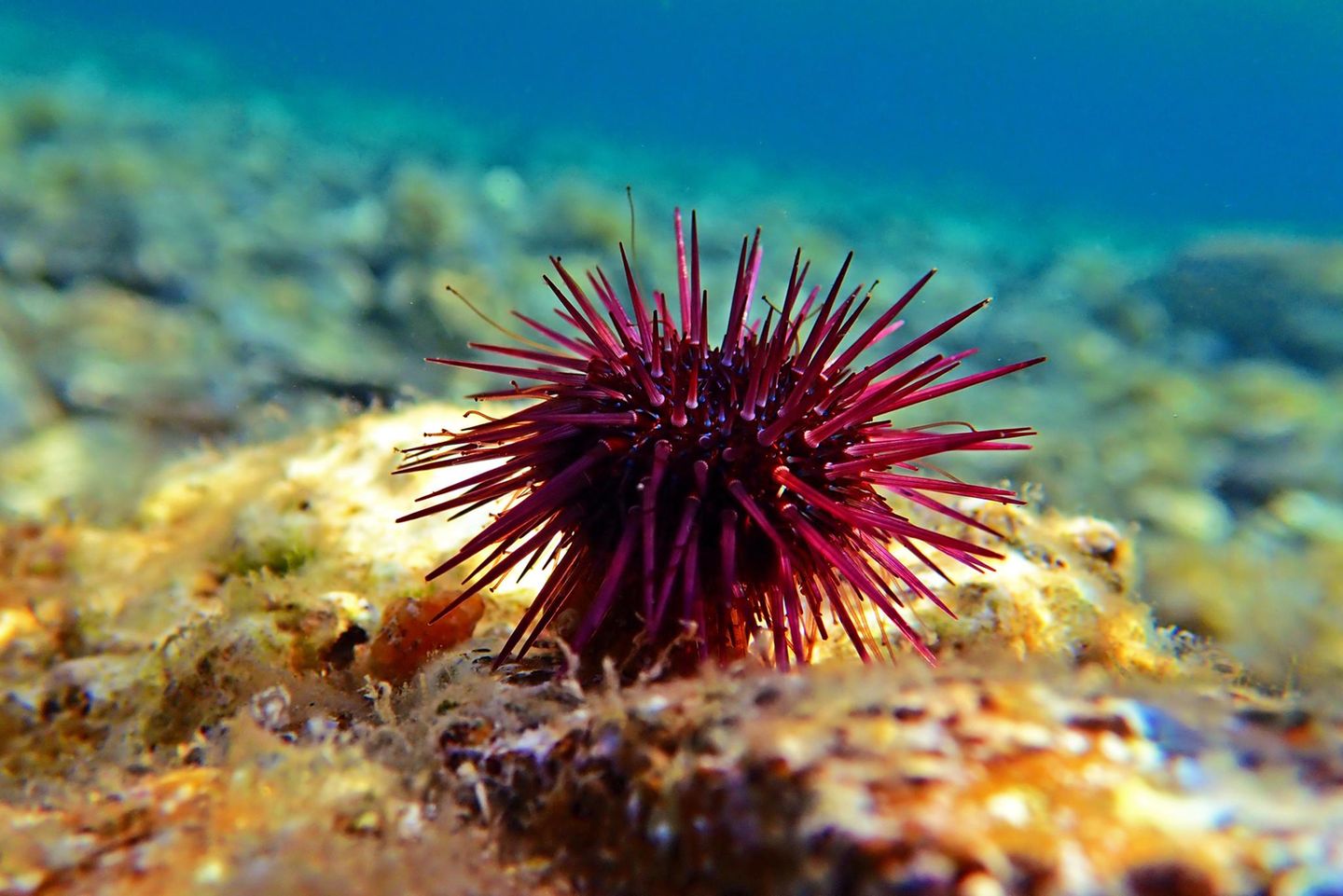 Seeigel