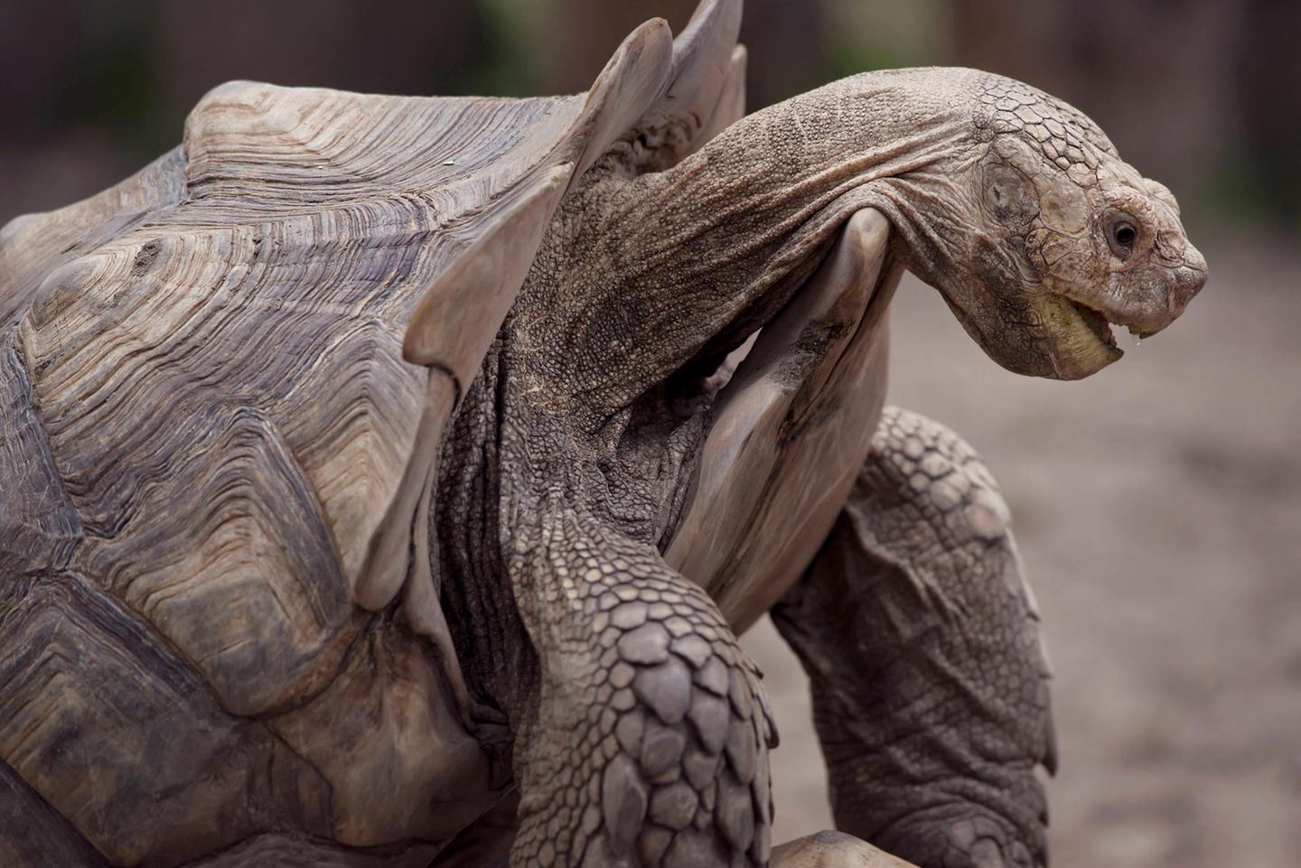 Älter als der Dinosaurer: Schildkröte Schildkröte