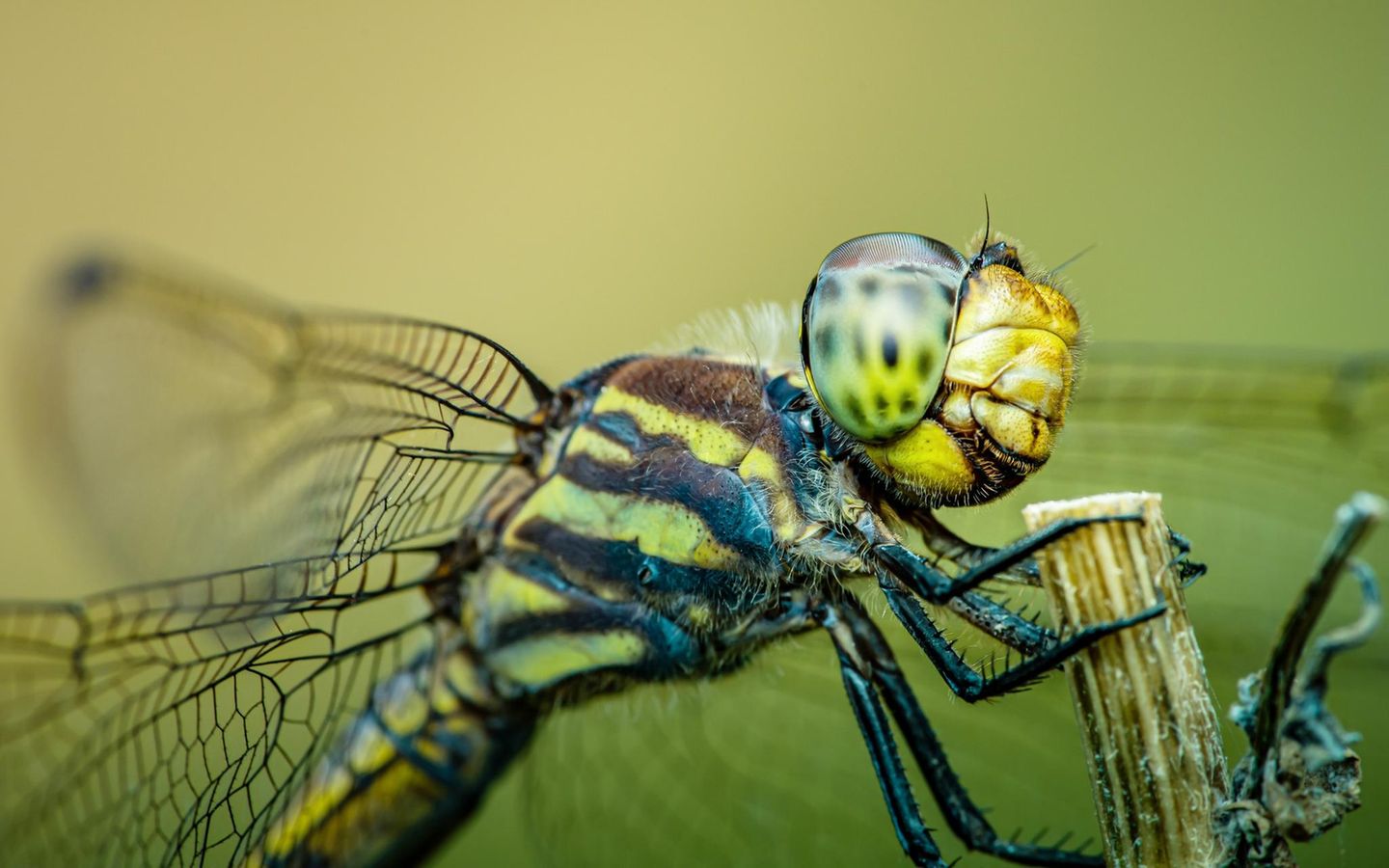 Kleiner als damals: Libelle Makroaufnahme einer Libelle