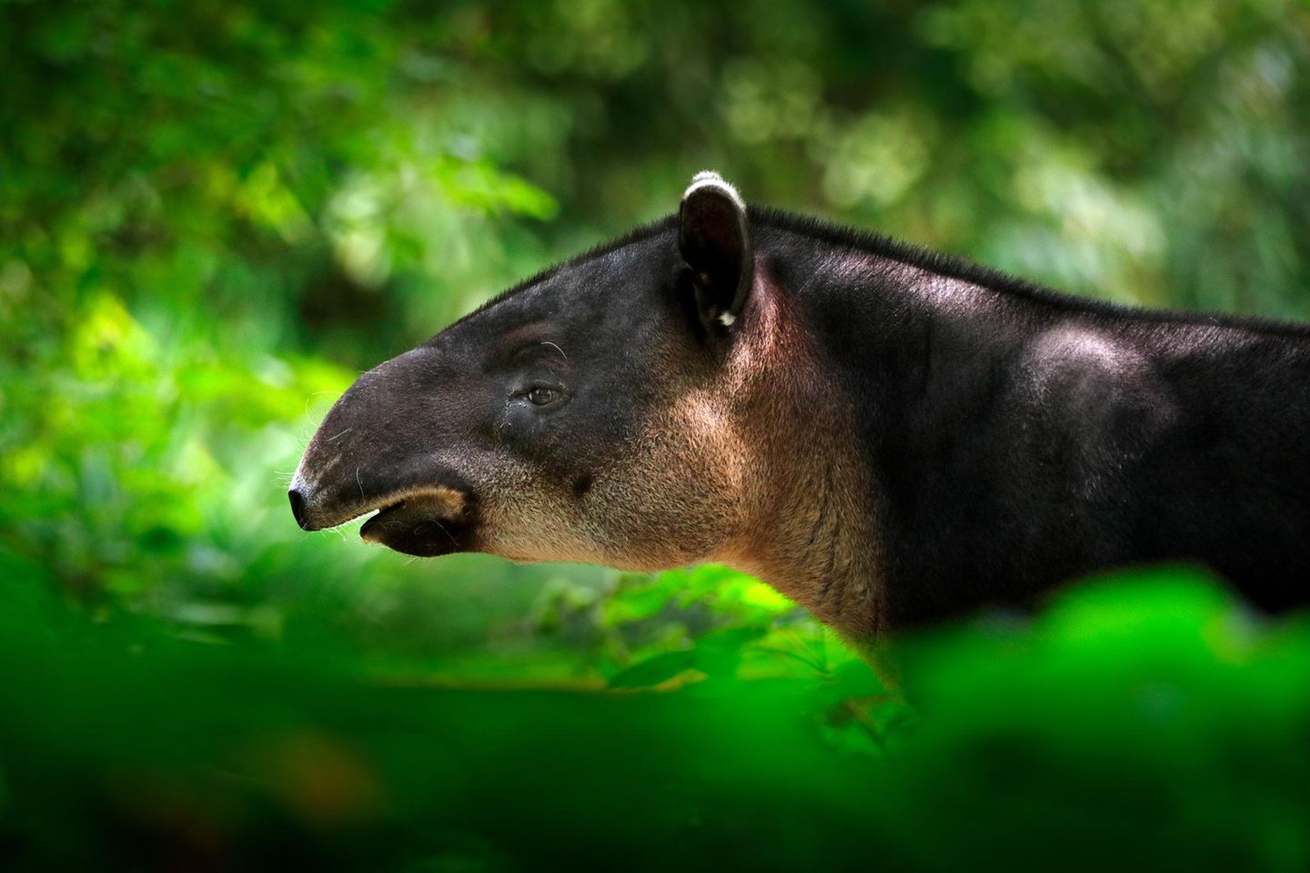 Säugetier mit langer Geschichte: Tapir Tapir