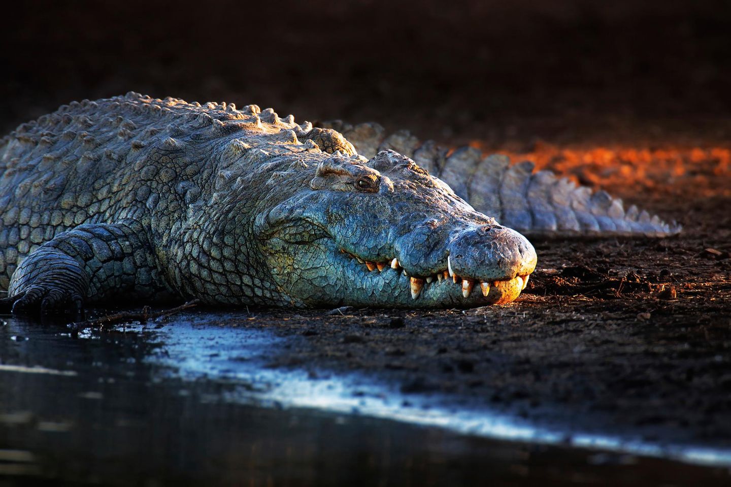 Kaum verändert seit hunderten Millionen Jahren: Krokodil Nilkrokodil (Crocodylus niloticus) an einem Flussufer in der Abenddämmerung. Aufgenommen im Krüger-Nationalpark, Südafrika.