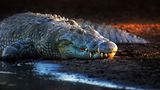 Nilkrokodil (Crocodylus niloticus) an einem Flussufer in der Abenddämmerung. Aufgenommen im Krüger-Nationalpark, Südafrika.