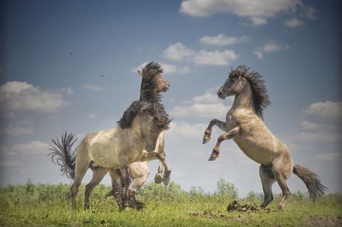 Drei graue Wildpferde springen aufgeregt und majestätisch in die Luft Drei graue Wildpferde springen aufgeregt und majestätisch in die Luft