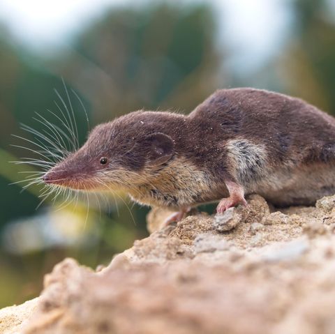Feldspitzemaus (Crocidura leucodon)