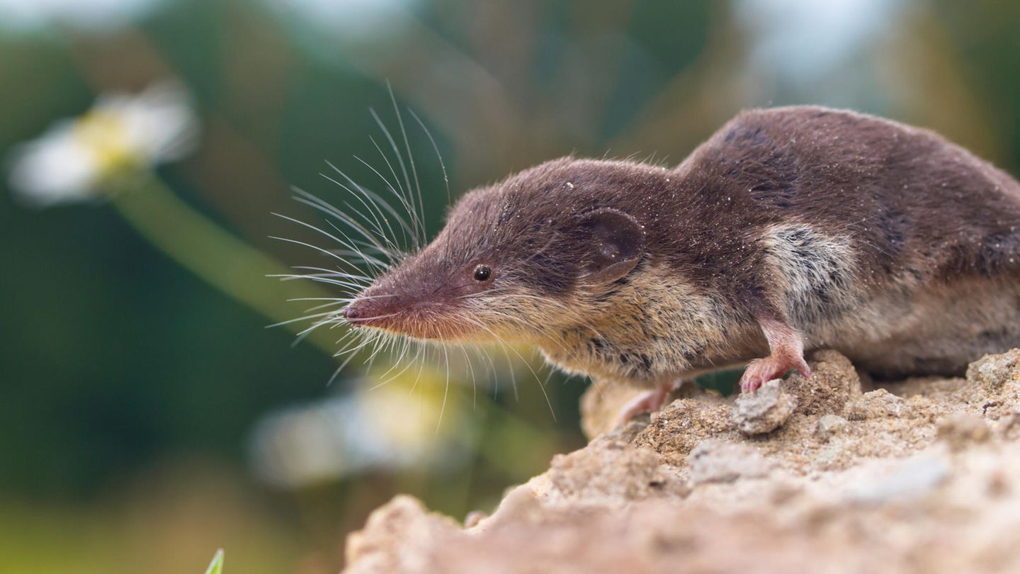 Feldspitzemaus (Crocidura leucodon)
