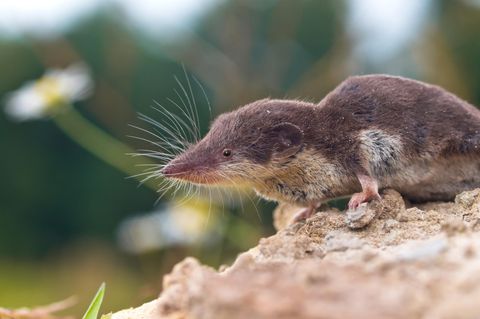 Feldspitzemaus (Crocidura leucodon)