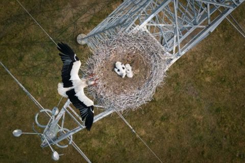 Zuhause auf einem Strommast