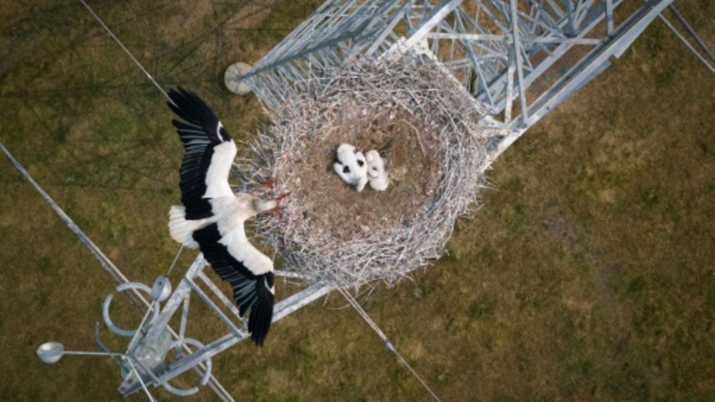 Zuhause auf einem Strommast