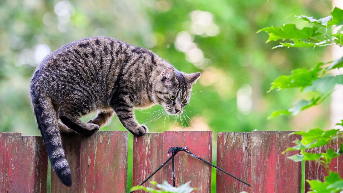 Japan: Eine Katze balanciert auf einem roten Holz-Gartenzaun