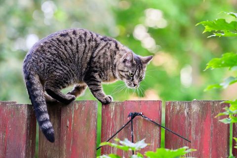 Japan: Eine Katze balanciert auf einem roten Holz-Gartenzaun