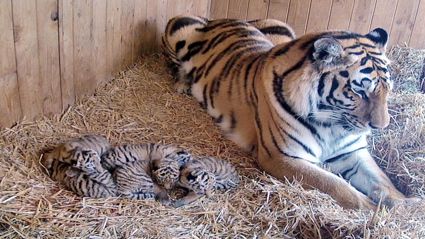 Tigerin Stormi und ihre Jungtiere im Zoo Magdeburg
