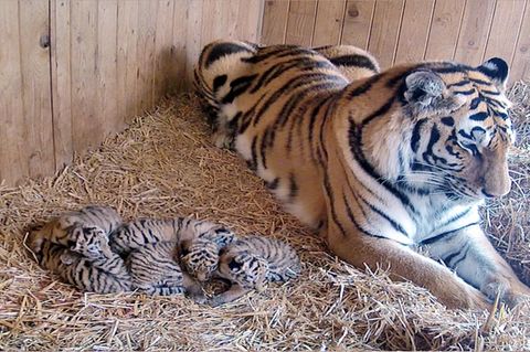 Tigerin Stormi und ihre Jungtiere im Zoo Magdeburg