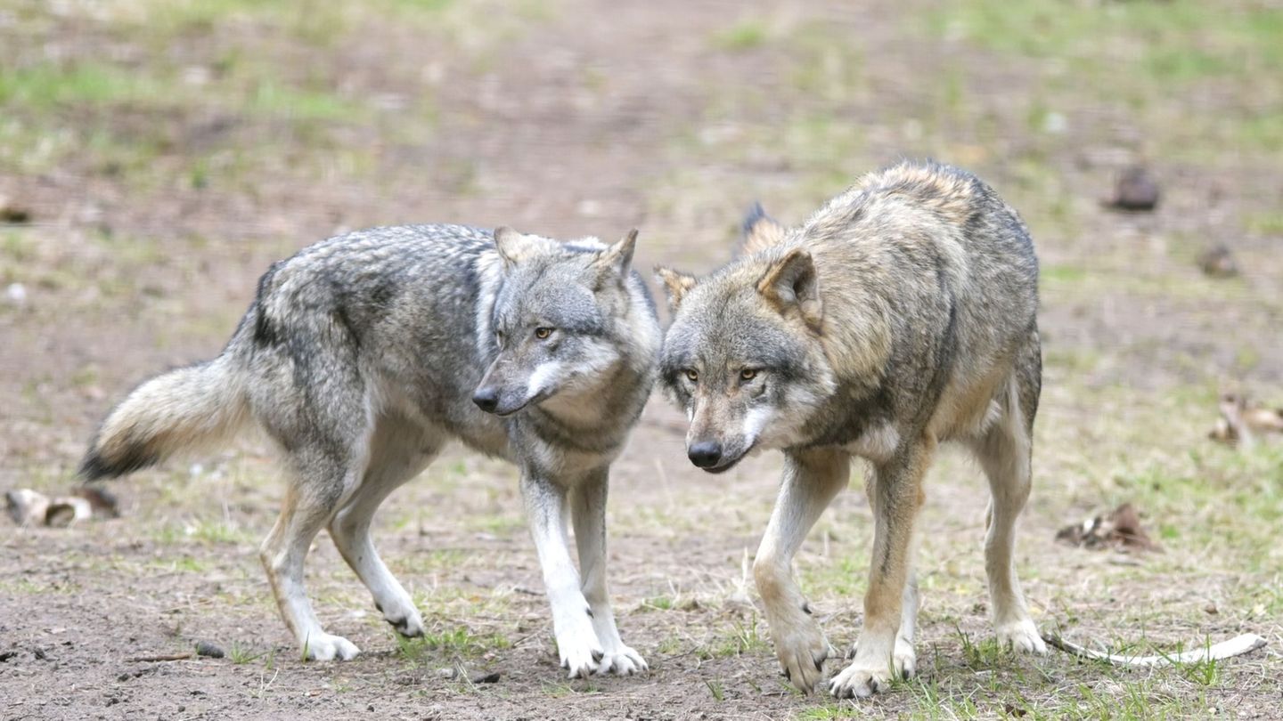 Animal welfare: EU countries give the Finale Green Light for more wolf shots