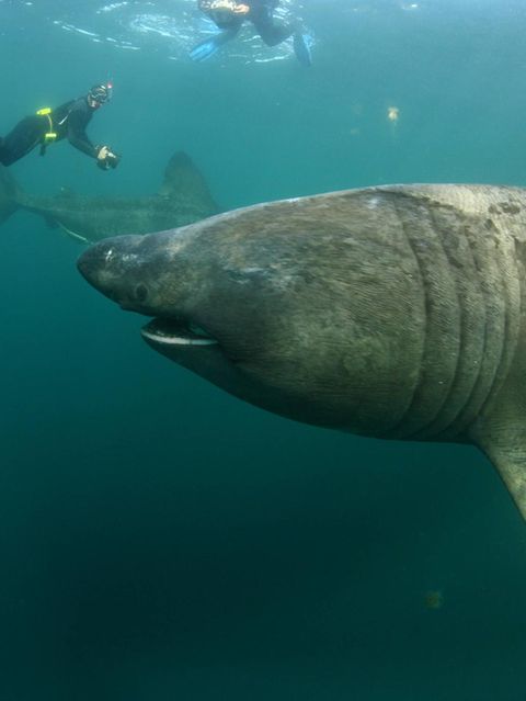 Zehn Meter langer Riesenhai schwimmt durch beliebtes Touristengebiet
