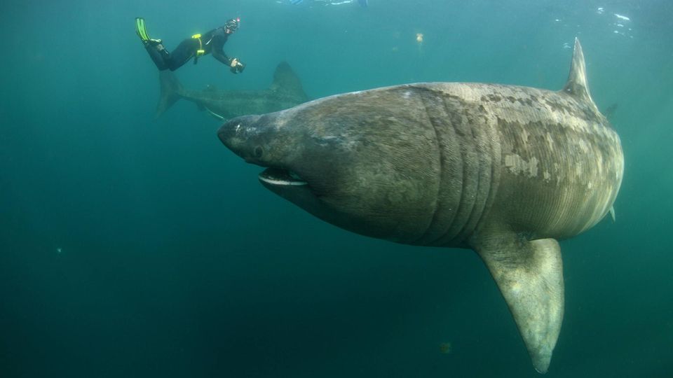 Zehn Meter langer Riesenhai schwimmt durch beliebtes Touristengebiet