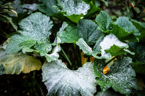 Mehltau bekämpfen: Echter Mehltau auf einer Zucchini-Pflanze