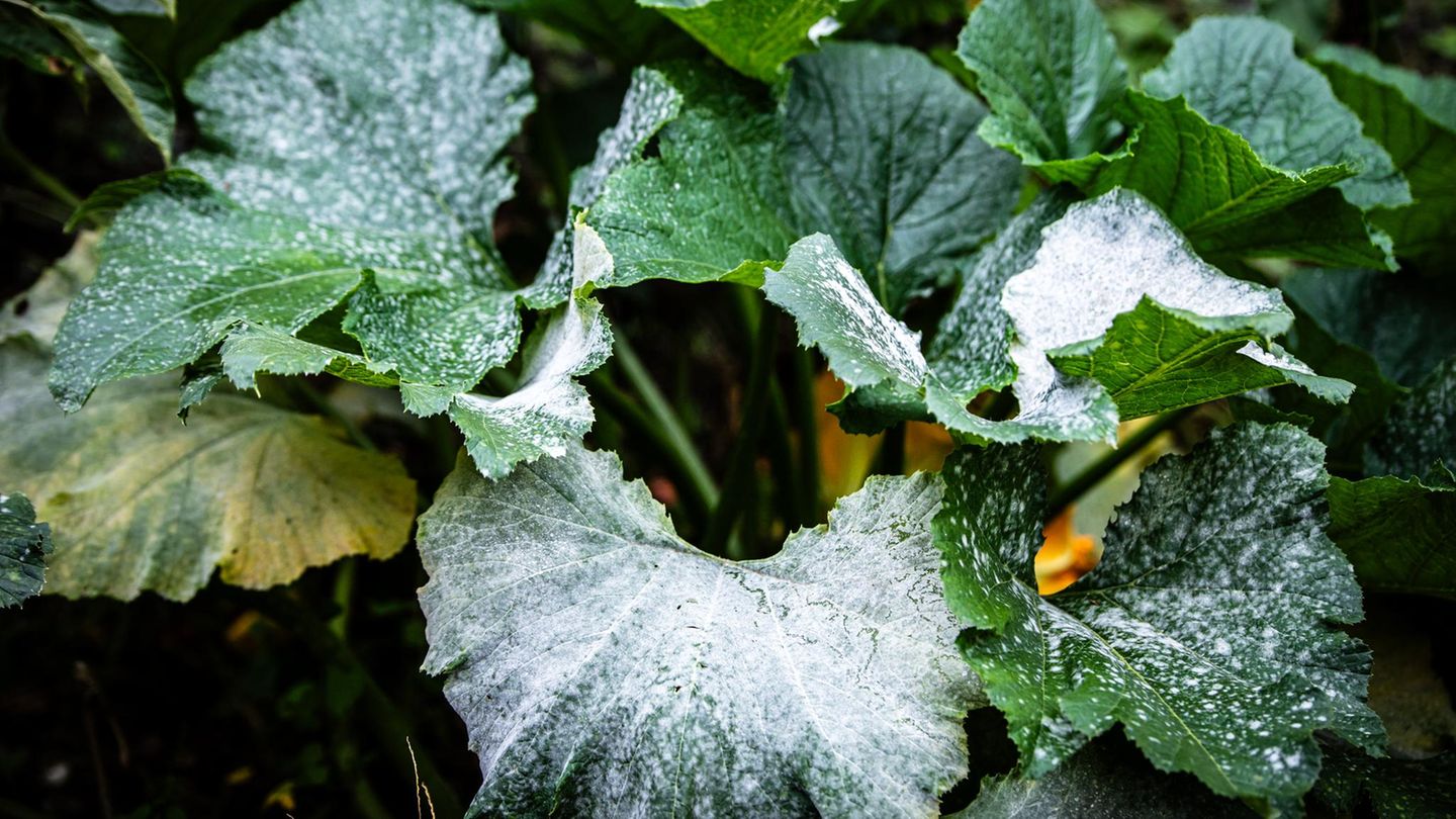 Mehltau bekämpfen: Echter Mehltau auf einer Zucchini-Pflanze