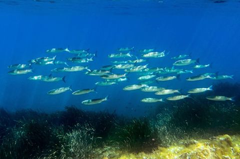 Fische im Meer