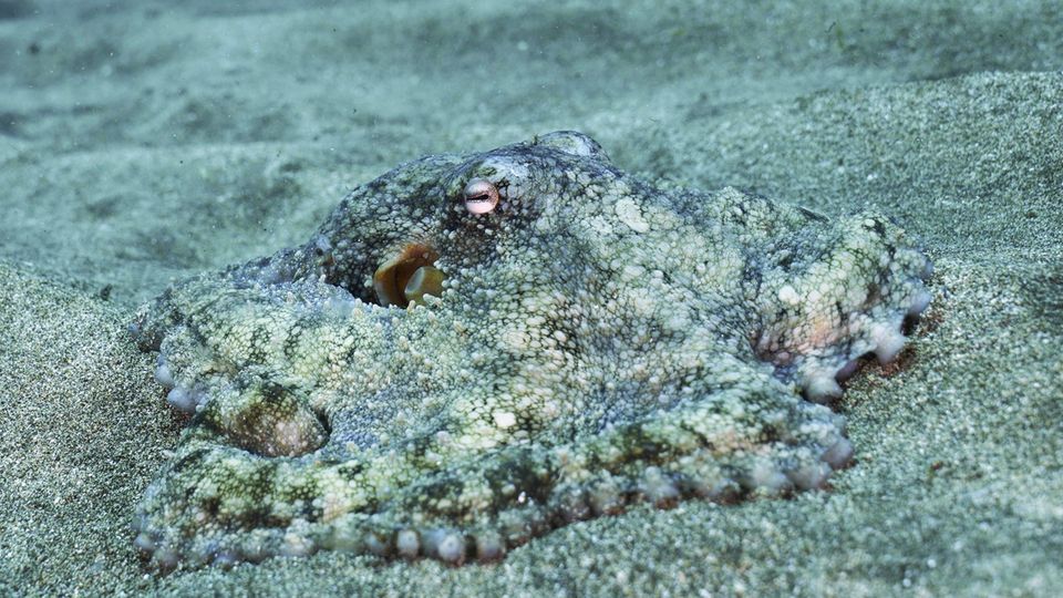 Gut getarnter Krake, Octopus vulgaris