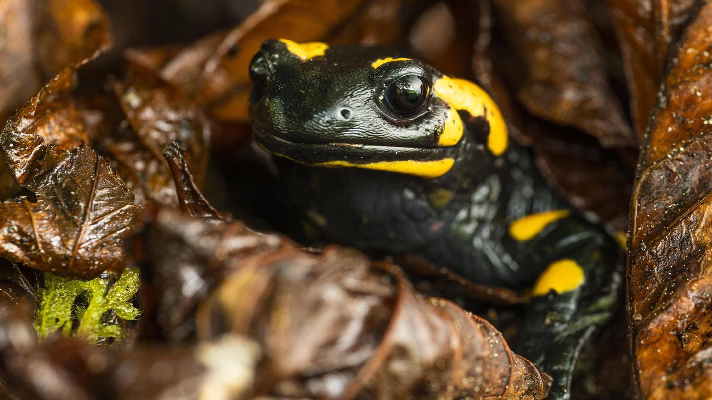 Amphibien Feuersalamander
