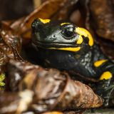 Amphibien Feuersalamander