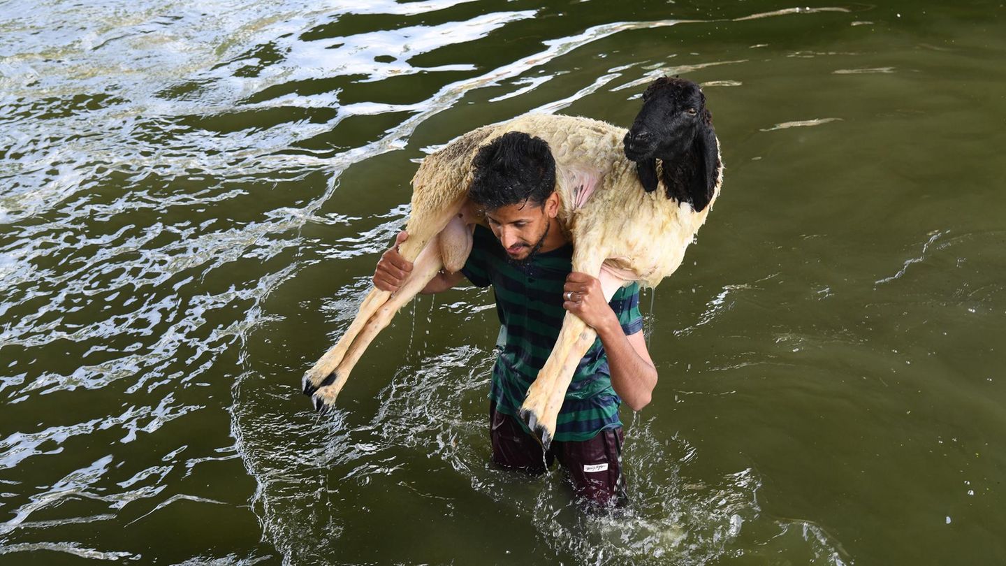 Ein Mann trägt nach der Reinigung ein Schaf aus dem Fluss in Srinagar, Indien. Das Tier soll beim muslimischen Opferfest geschlachtet werden