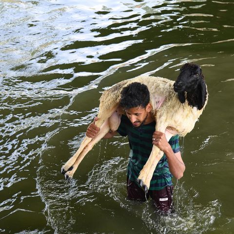 Ein Mann trägt nach der Reinigung ein Schaf aus dem Fluss in Srinagar, Indien. Das Tier soll beim muslimischen Opferfest geschlachtet werden