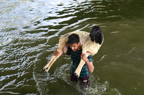 Ein Mann trägt nach der Reinigung ein Schaf aus dem Fluss in Srinagar, Indien. Das Tier soll beim muslimischen Opferfest geschlachtet werden