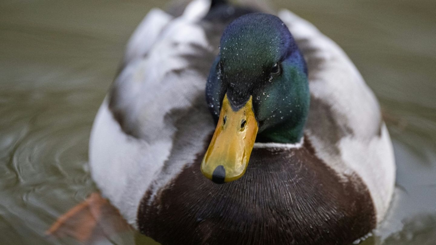Ente auf See