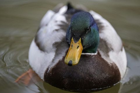 Ente auf See
