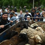 Schafe werden auf einem offenen Laster transportiert während Männer herumlaufen