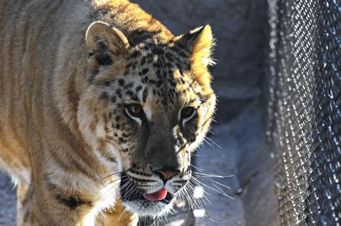 Zoo in Rumänien bekommt Liger