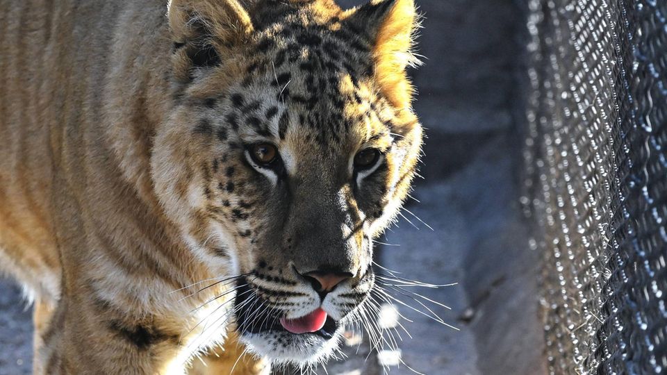 Zoo in Rumänien bekommt Liger