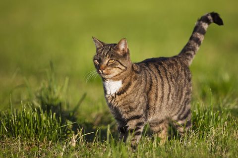 Eine Katze im hohen Gras