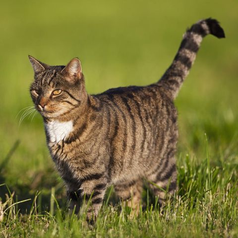 Eine Katze im hohen Gras